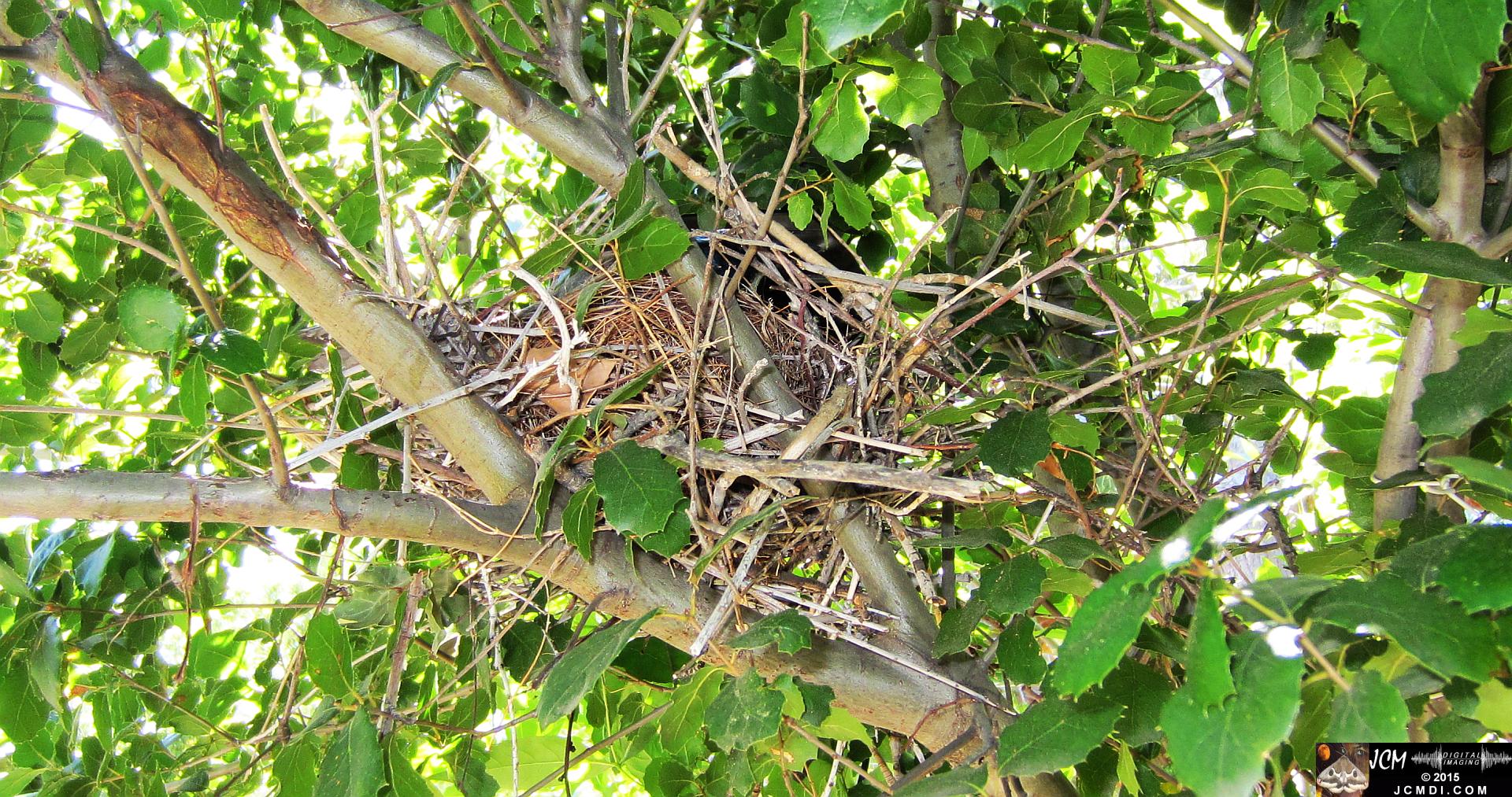 home-made GoPro wildlife camera rig and nest